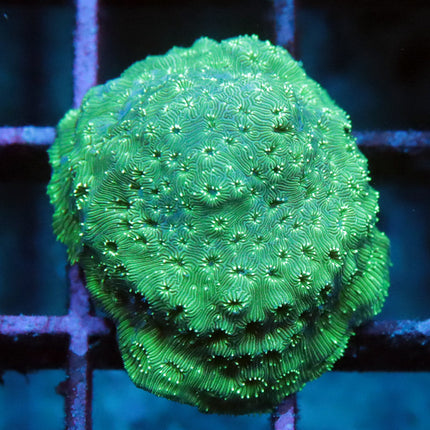 Mint Lepto