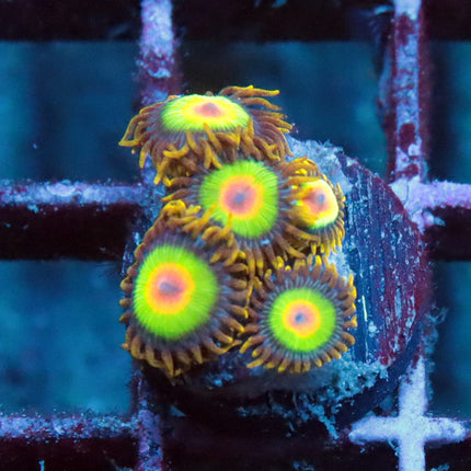 Rasta Zoa