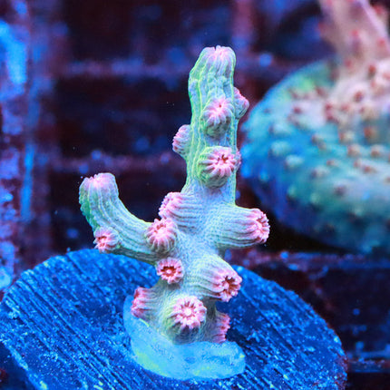 Green Branching Cyphastrea