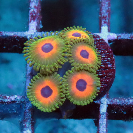Reverse Rasta Zoa