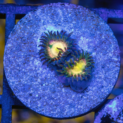 RR Kraken Zoa