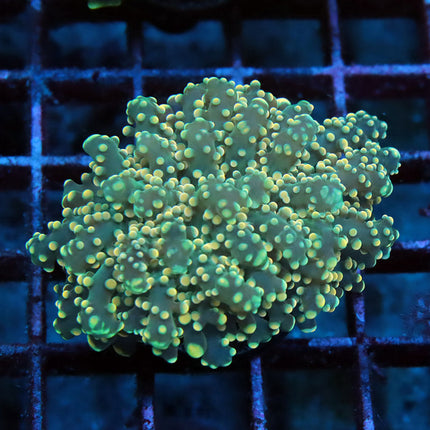 Neon Octospawn