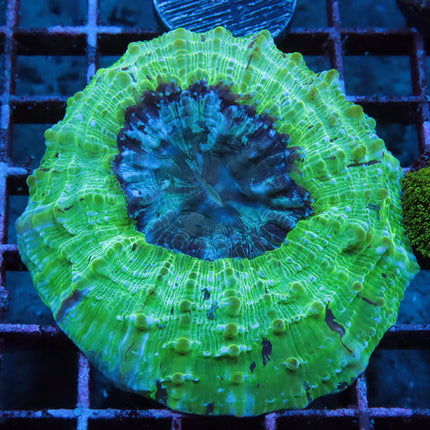 Green Eggs Acantho