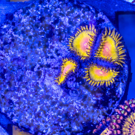 GB Golden Kiwi Zoa