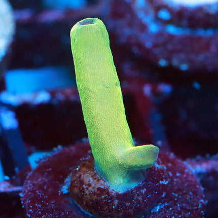 POTO Iceberg
