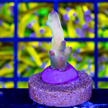 Tusi Rainbow Granulosa
