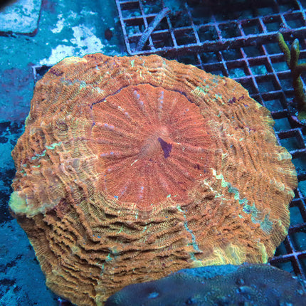 Orange Dream Acantho