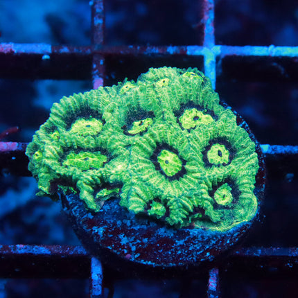 Alien War coral