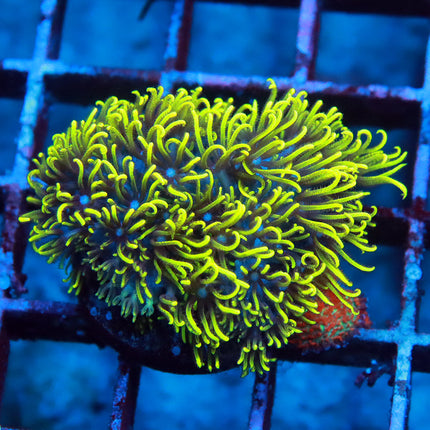 Neon GSP