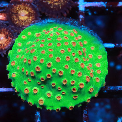 Meteor Shower Cyphastrea