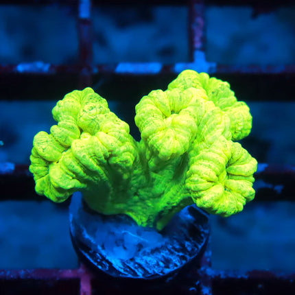 Kryptonite Candy Cane