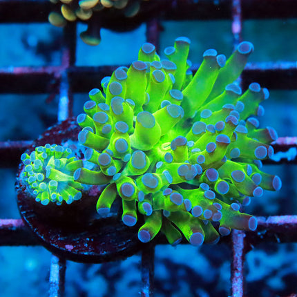 Bi-Color Frogspawn