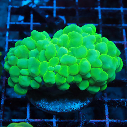 Ultra Neon Bubble Coral