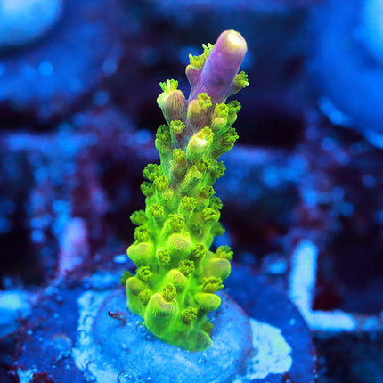 Paletta's Pink Tip