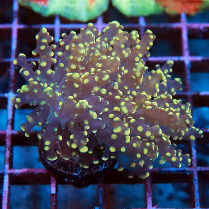 Yellow Tipped Octospawn