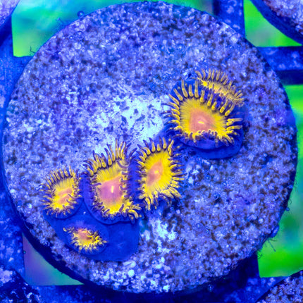 GB Golden Kiwi Zoa