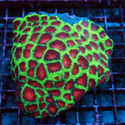 Christmas Favia Colony