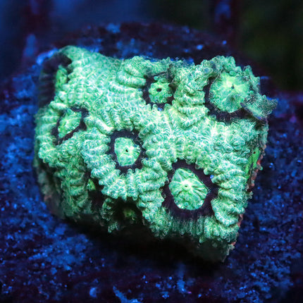Red Rim Favia