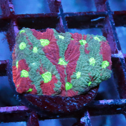 Splatter War Coral
