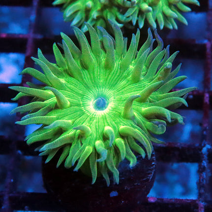 Neon Duncan Coral