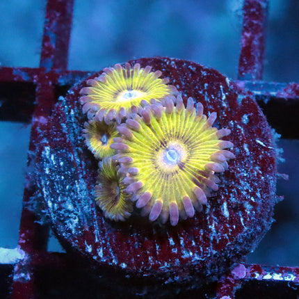 POTO Golden Eagle Eye Zoanthid