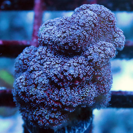 Chunky Blue Zing Birdnest