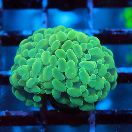 POTO Seafoam Branching Hammer