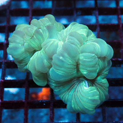 Fantastic Fox Coral