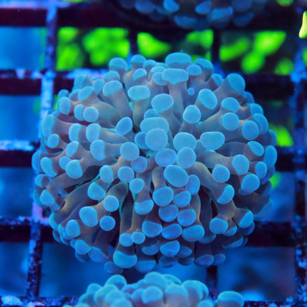 POTO Icy Baby Branching Hammer