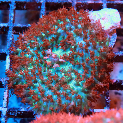 Ultra St. Thomas Mushroom