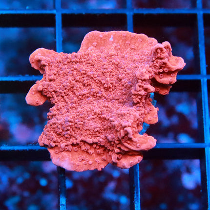 Red Monti Cap