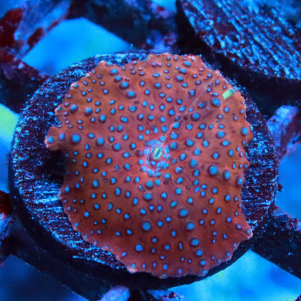 Blue Dot Mushroom