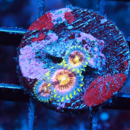 Nirvana Zoa