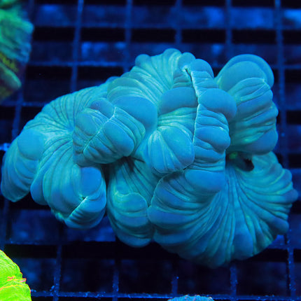 POTO Fox Coral