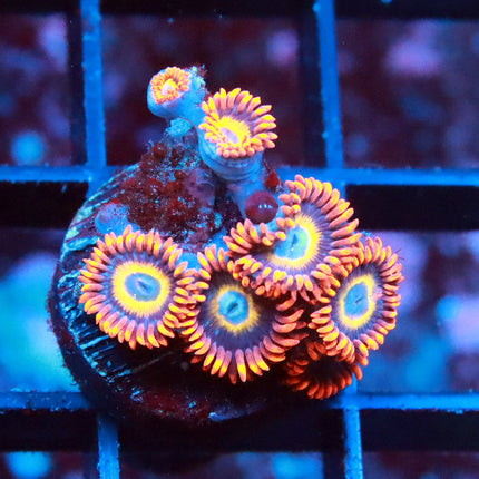 Blondies Zoa