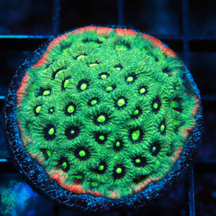 Ultra Alien Eye War Coral
