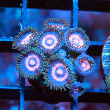 Jason Fox Punch Drunk Zoa