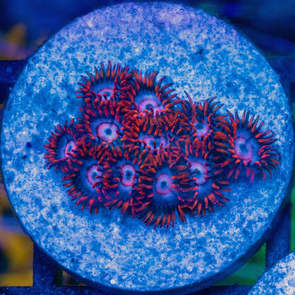 Zoanthids com Snitches Zoa