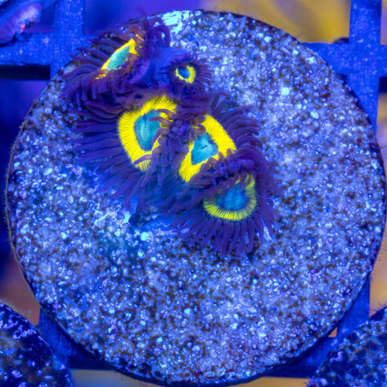 Belladonna Zoa