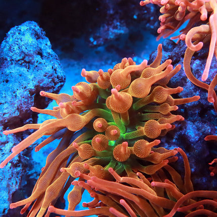 POTO Wild Flower Anemone