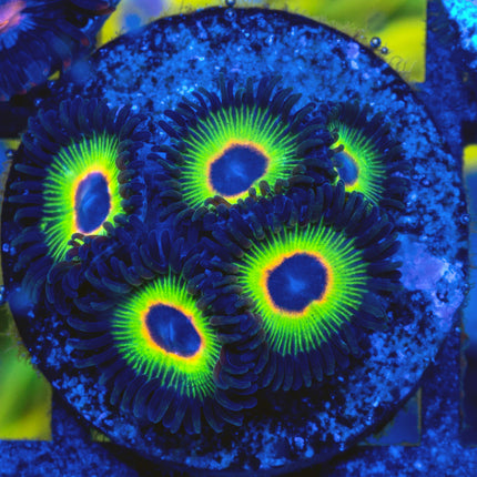WWC Bob Marley Zoa