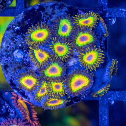 Rasta Zoa