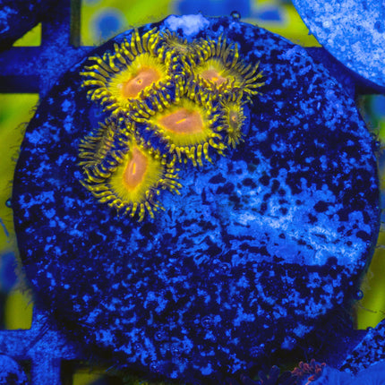 GB Golden Kiwi Zoa