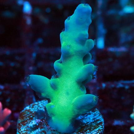 Reefgen Bluberry Fantasy