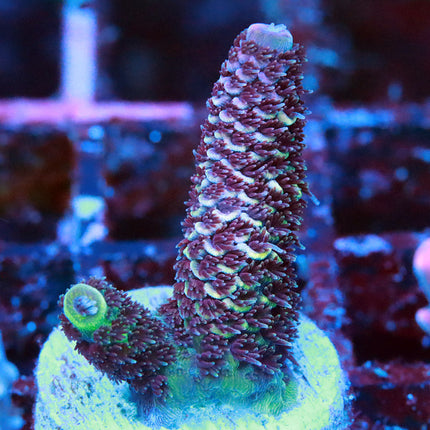 Raising Reef Blue Flame