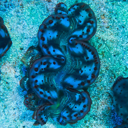 Ultra Blue Maxima Clam 6"