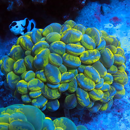 Bubble Coral