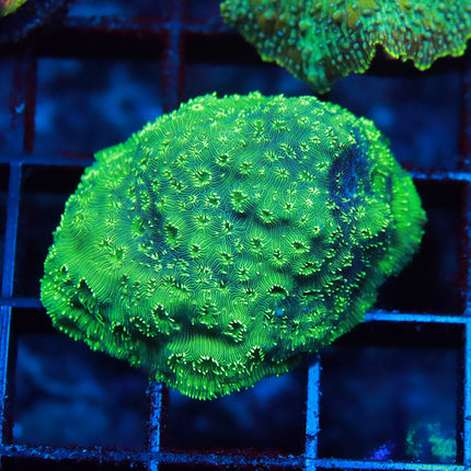 Minty Pavona