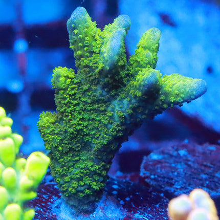 Green Digi