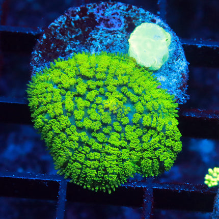POTO Fuzzy Neon Mushroom